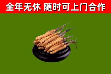 岚山烟酒回收冬虫夏草.jpg