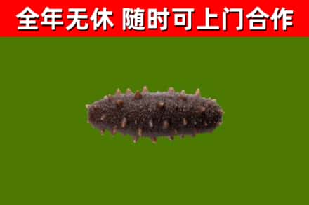 岚山回收海参干